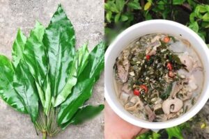 Canh lá đắng